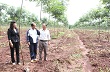 Mủ cao su rớt giá: Người trồng cao su" đứng ngồi không yên"